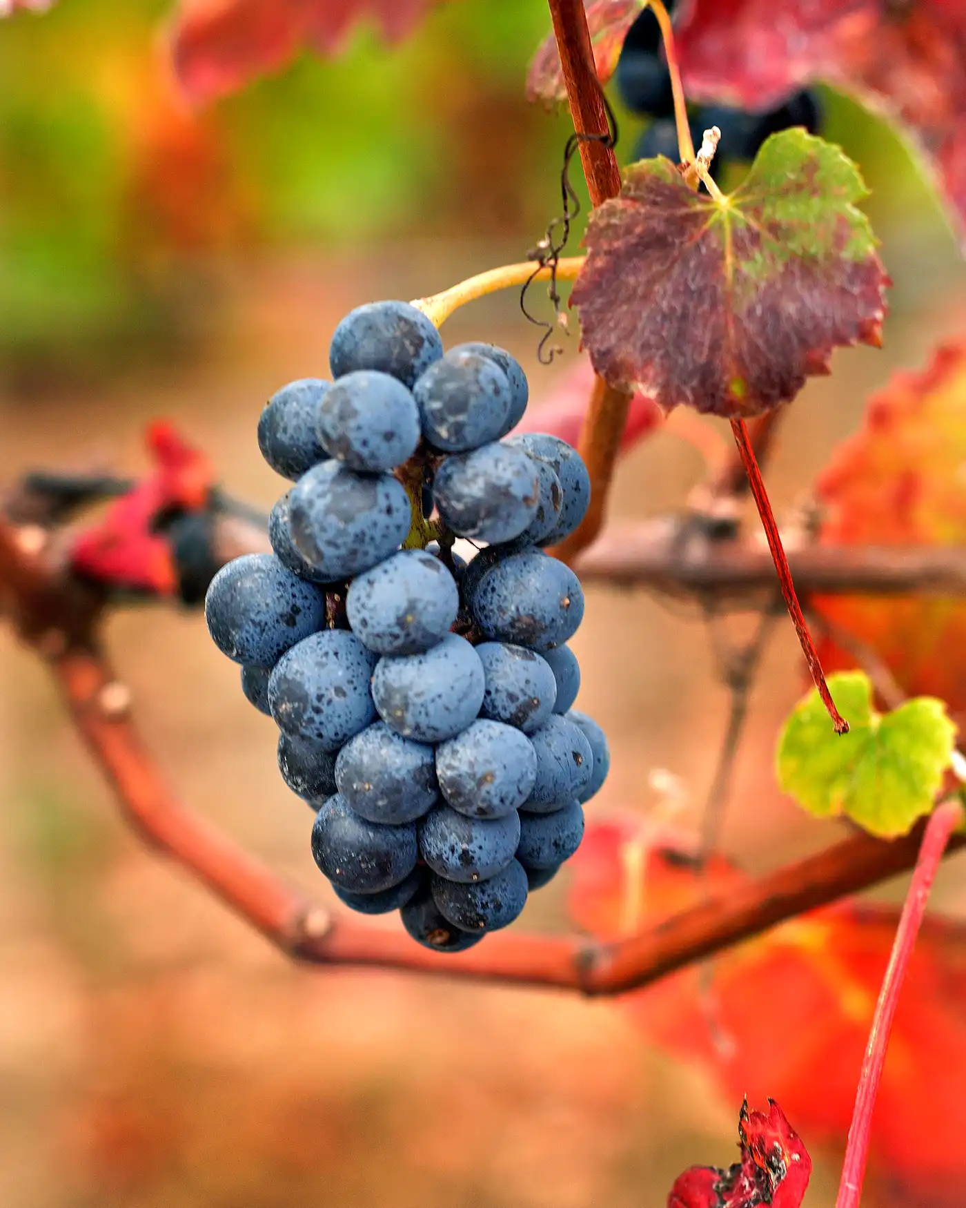 Casal Santa Maria - Quinta vitivinícola e espaço para eventos